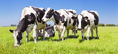 Cows in a fresh grassy field on a clear day