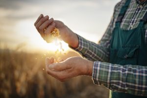 Close-up of farmer hands inspecting corn quality at sunrise